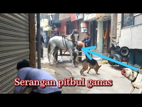 anjing vs kuda || gigitan anjing terkuat || gigitan anjing yang berbahaya || gigitan anjing pitbul
