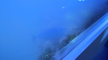 Water has gone very milky in the shark tank