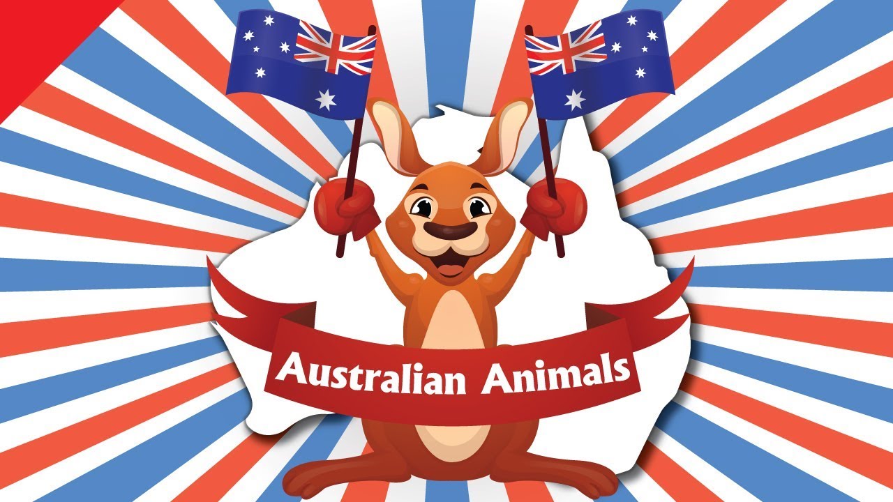 Australian Animals | Video Flash Cards | English for Children | Fun Kids  Videos - YouTube