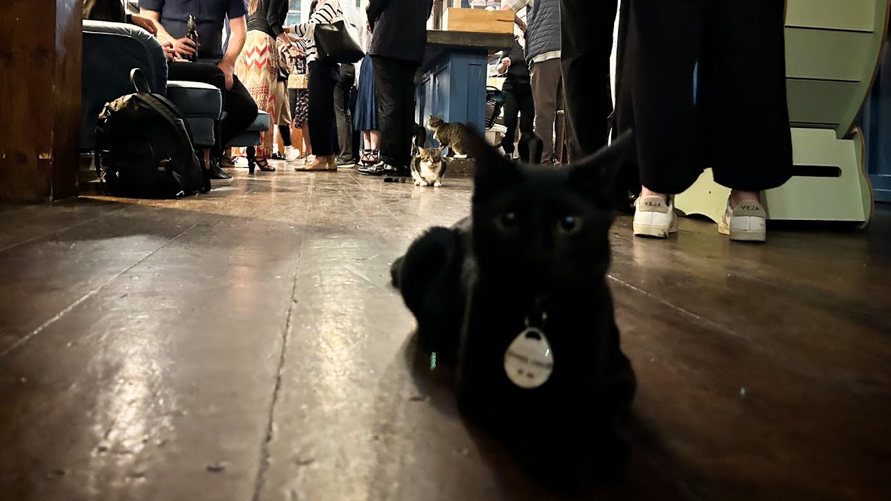 Kittens For Kamala Unite In Support Of Harris Walz At Brooklyn Cat kittens-for-kamala-unite-in-support-of-harris-walz-at-brooklyn-cat