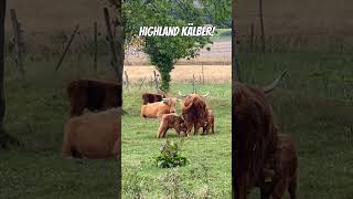 Durstige Highland Kälber!