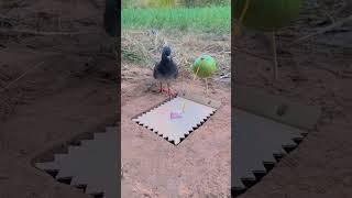 Making a bird trap with simple tools