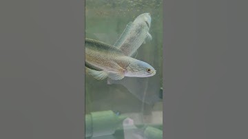 LÓC VAY XANH GHÉP CẶP SINH SẢN