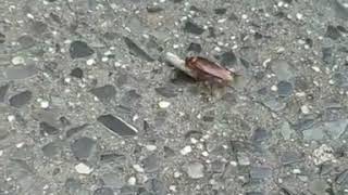 New York Roaches Be Like..