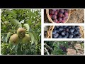 Fartura no quintal :temos,tangerina,uvas ,limão,pêssego ameixas e pêras
