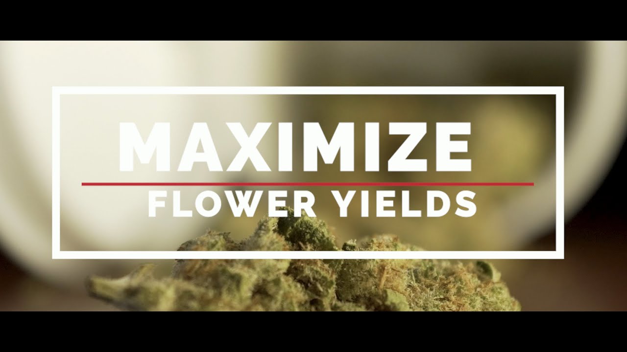 Maximize Flower Yields