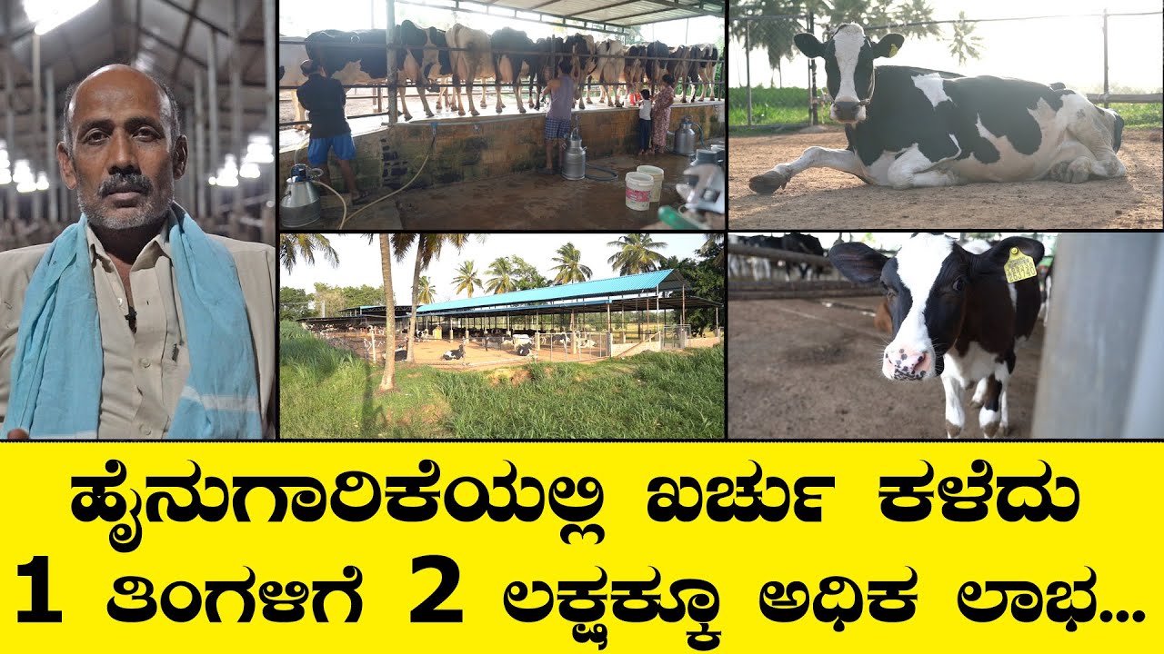 ಹೈನುಗಾರಿಕೆಯಲ್ಲಿ 24 ವರ್ಷದ ಅನುಭವ ಯಶಸ್ವಿ ರೈತನ ಮಾತು I Dairy Farming I Krushi Suddi