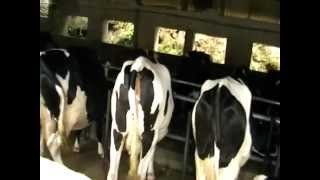 VAGAMON ,KURISUMALA INDO-SWISS DAIRYFARM