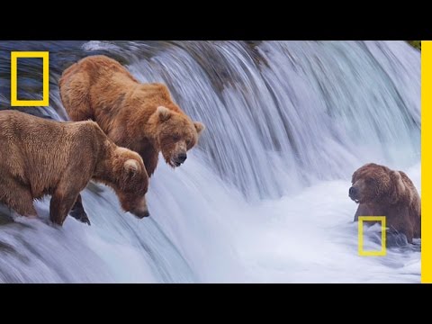 Bonus: Shooting Bears | National Geographic
