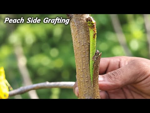 Peach side grafting-how to grafting fruit tree 
