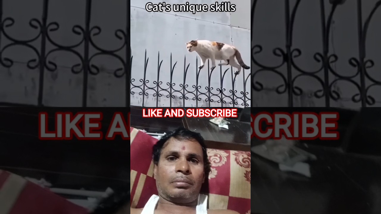 🤣 cat's unique skill 2 