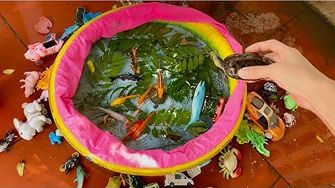 Vui học cùng bé-Chú rùa thông minh đưa chúng ta giải cứu:con cá,cua,rùa,ếch,tôm ẩn mình dưới lá cây