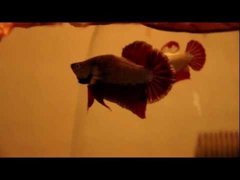 Breeding Betta Red Dragon/Platinum Halfmoon Plakats (Spawn Log 1)