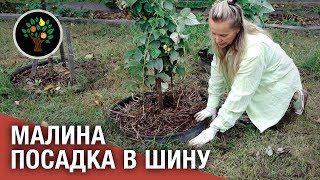 Малина: посадка в шину