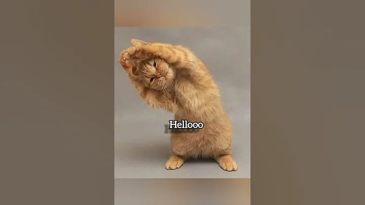 Obama have Dih🥀 #fyp #cat #funny #meme #Obamahavedih #foryou