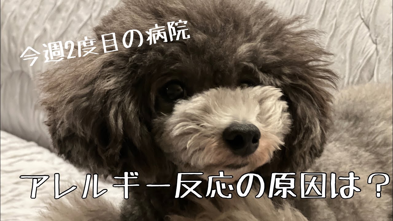 【手作りご飯の落とし穴】#uno1ワンチャンネル #いぬとの暮らし #宇野昌磨 #宇野樹 #トイプードル生活 #フィギュアスケート