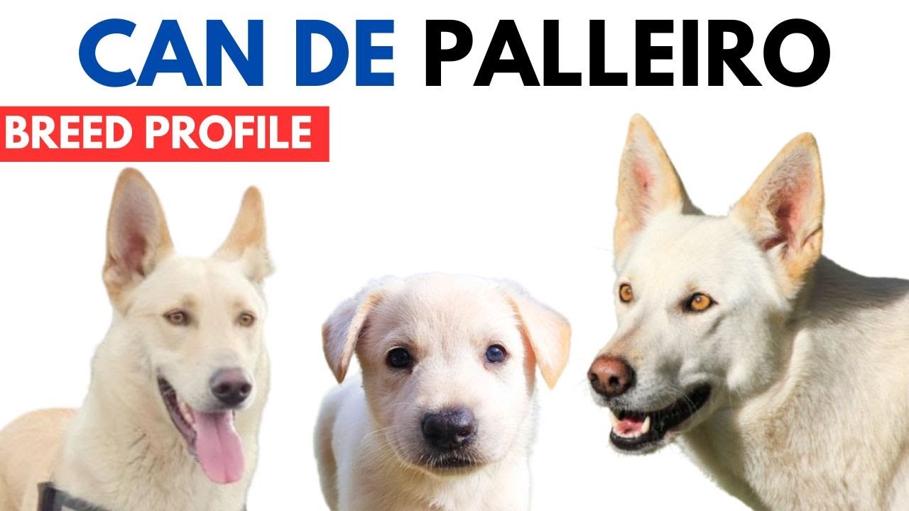 Can de Palleiro Breed Profile History - Price - Traits - Can de