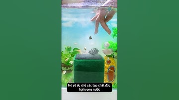 Loại bỏ màu nước vàng của bể cá với khối than hoạt tính đặc biệt #aquarium #youtubeshorts