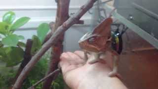 The best Veiled Chameleon by Thiago Oliveira 11,261 views 11 years ago 5 minutes, 5 seconds