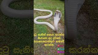 White Naga Appears! 🐍 Mystical Serpent of Ancient Legends