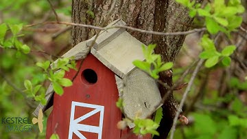 House Wren problem solves with large stick for nest box