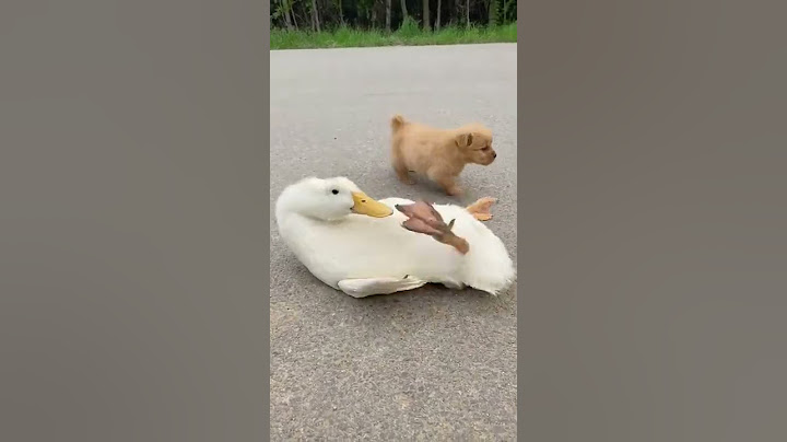 狗狗快来救我，翻不到身了！#鸭子 #duck  #shorts