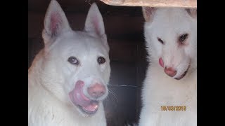 А СОБАКИ ВСЁ РАВНО ЖДУТ МОЮ КАШУ!!! А СОБАКИ ВСЁ РАВНО ЖДУТ МОЮ КАШУ!!!