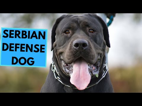 Video: Svetovej Vojny Dogs For Defense