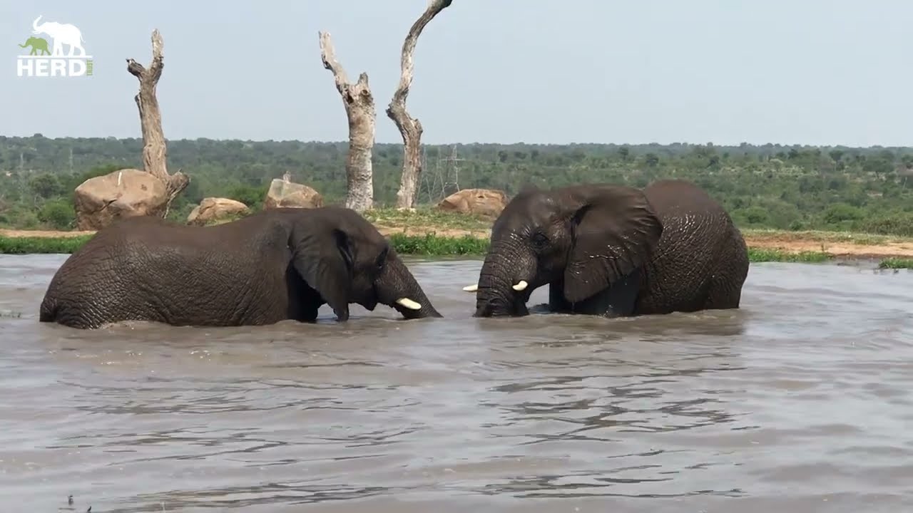 Mischief and Splashes at the water hole with the elephant herd 💦