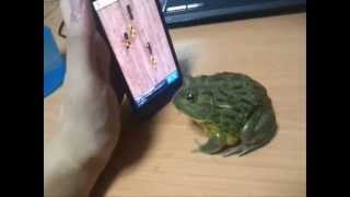 Żaba gra na komórce screenshot 5