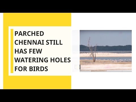 Pallikarnai Marshland: Parched Chennai Still Has Few Watering Holes For Birds