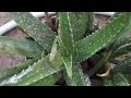 Baby Plant Nikalne Ka Tarika Aloevera Jail
