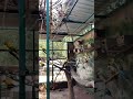 A part of Prani - The pet sanctuary, Bengaluru