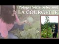 La COURGETTE au POTAGER!! Quelle variété? Pourquoi?