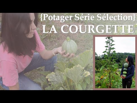 Vidéo: Tout Sur Les Courgettes. Quelle Variété Choisir