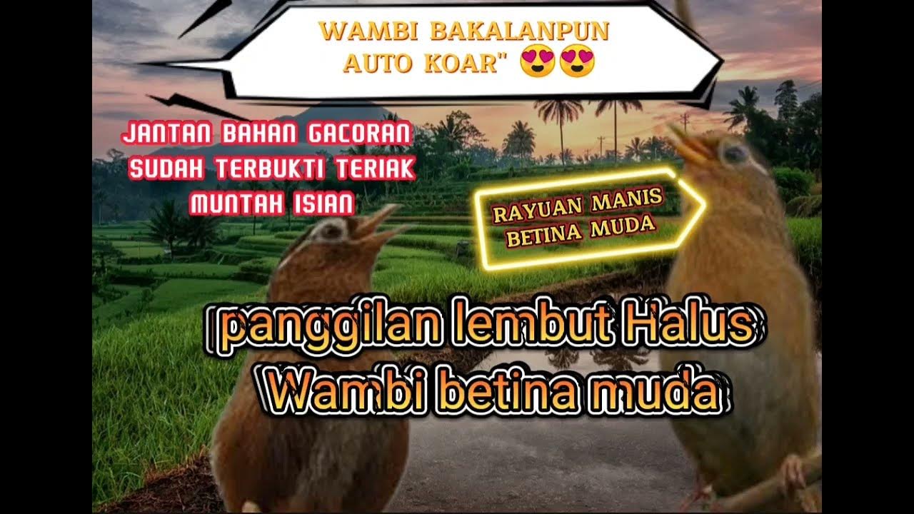 SUARA WAMBI BETINA, WAMBI BETINA PANCINGAN BAHAN, RAYUAN MANIS WAMBI BETINA MUDA SUARA WAMBI BETINA, WAMBI BETINA PANCINGAN BAHAN, RAYUAN MANIS WAMBI BETINA MUDA