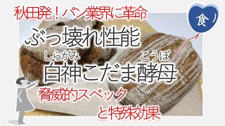 [食]白神こだま酵母でカンパーニュ＆レーズンパンを焼く Making breads using Shiragami-Kodama's yeast (Japanese baker's yeast)