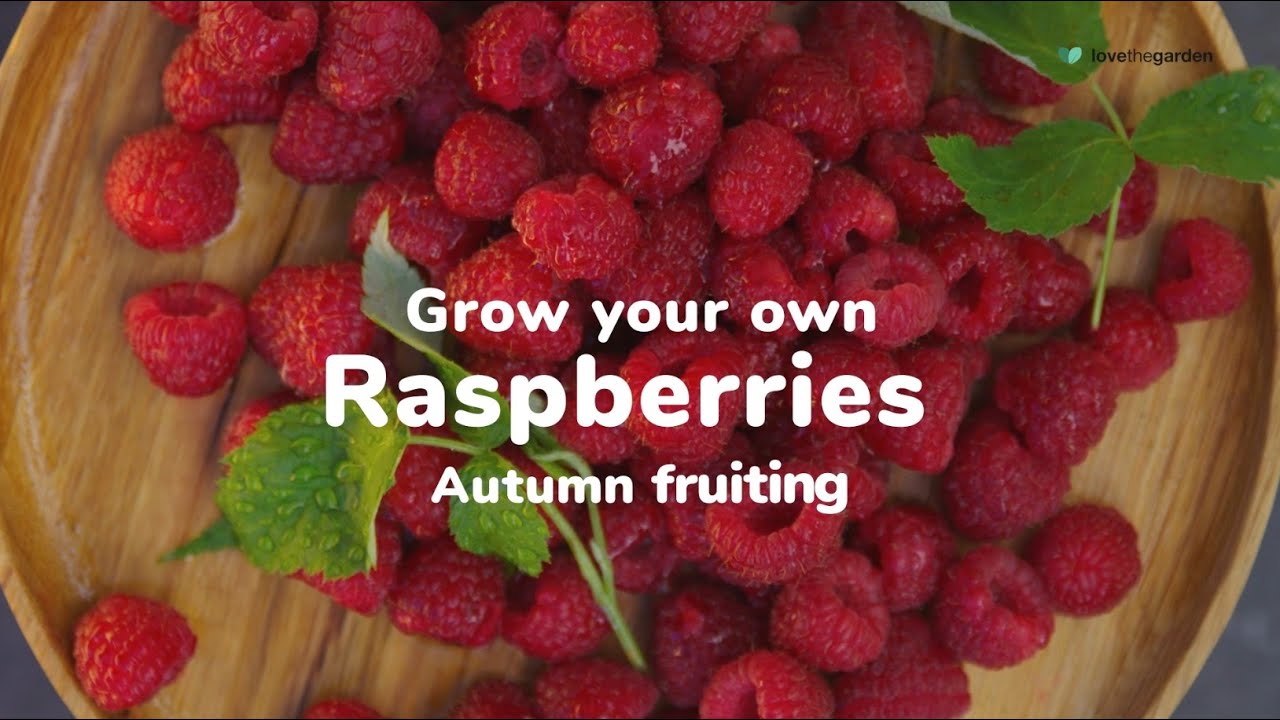 How to Grow Your Own Raspberries