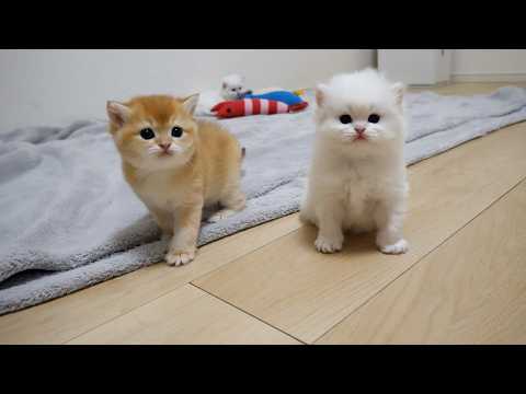 Cute kitten that suddenly ran out of battery and stopped moving...