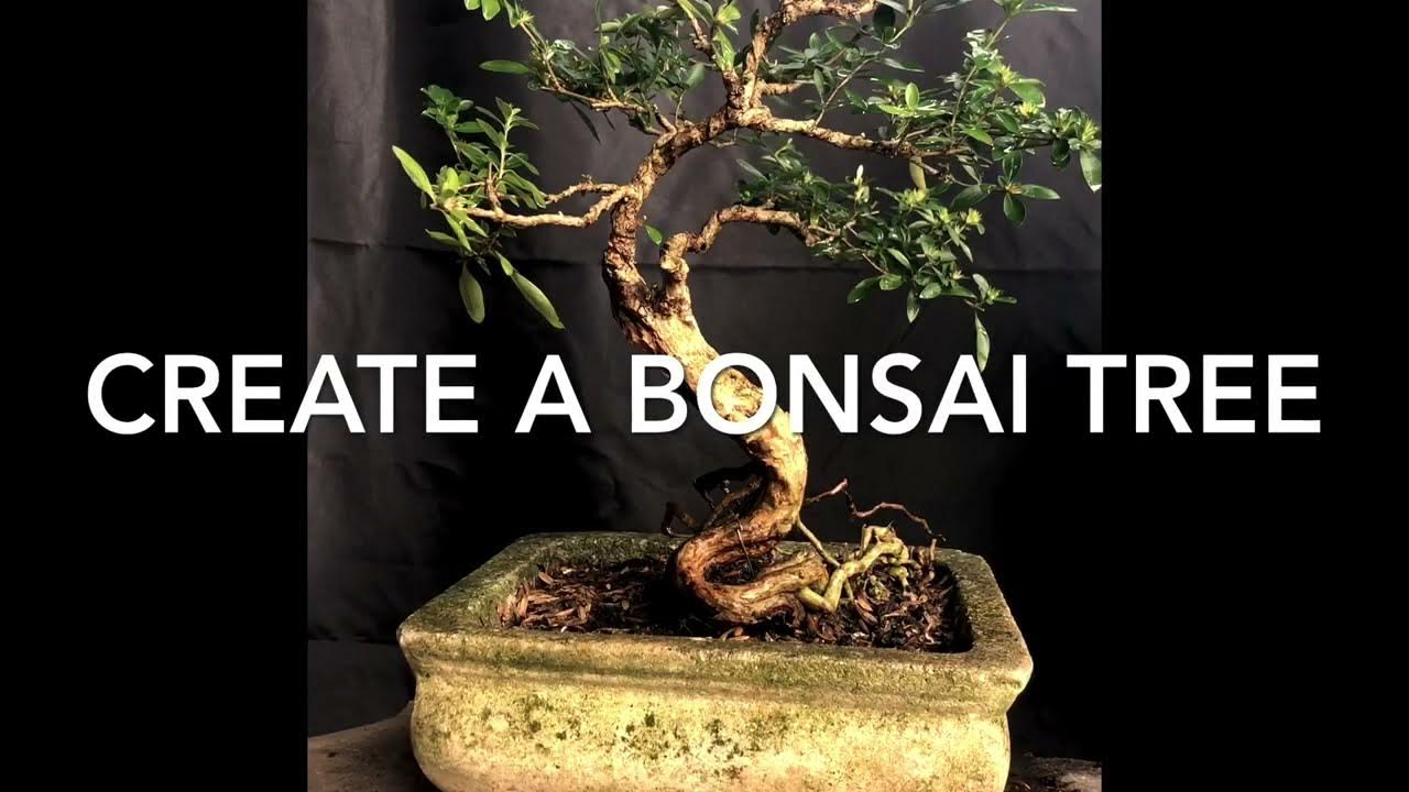 "From Branch to Art Creating Stunning Bonsai for Beginner" YouTube