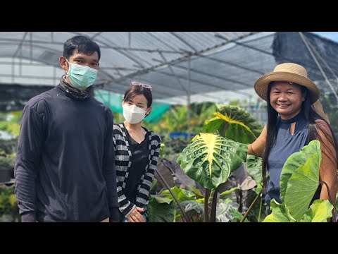 วีดีโอ: ปลูกหูช้างในร่ม - Houseplant Care Of Colocasia