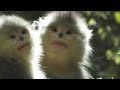 高山精灵滇金丝猴 The Story of Yunnan Golden Monkeys