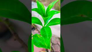 Garden Me Pili Ghanti Beautiful