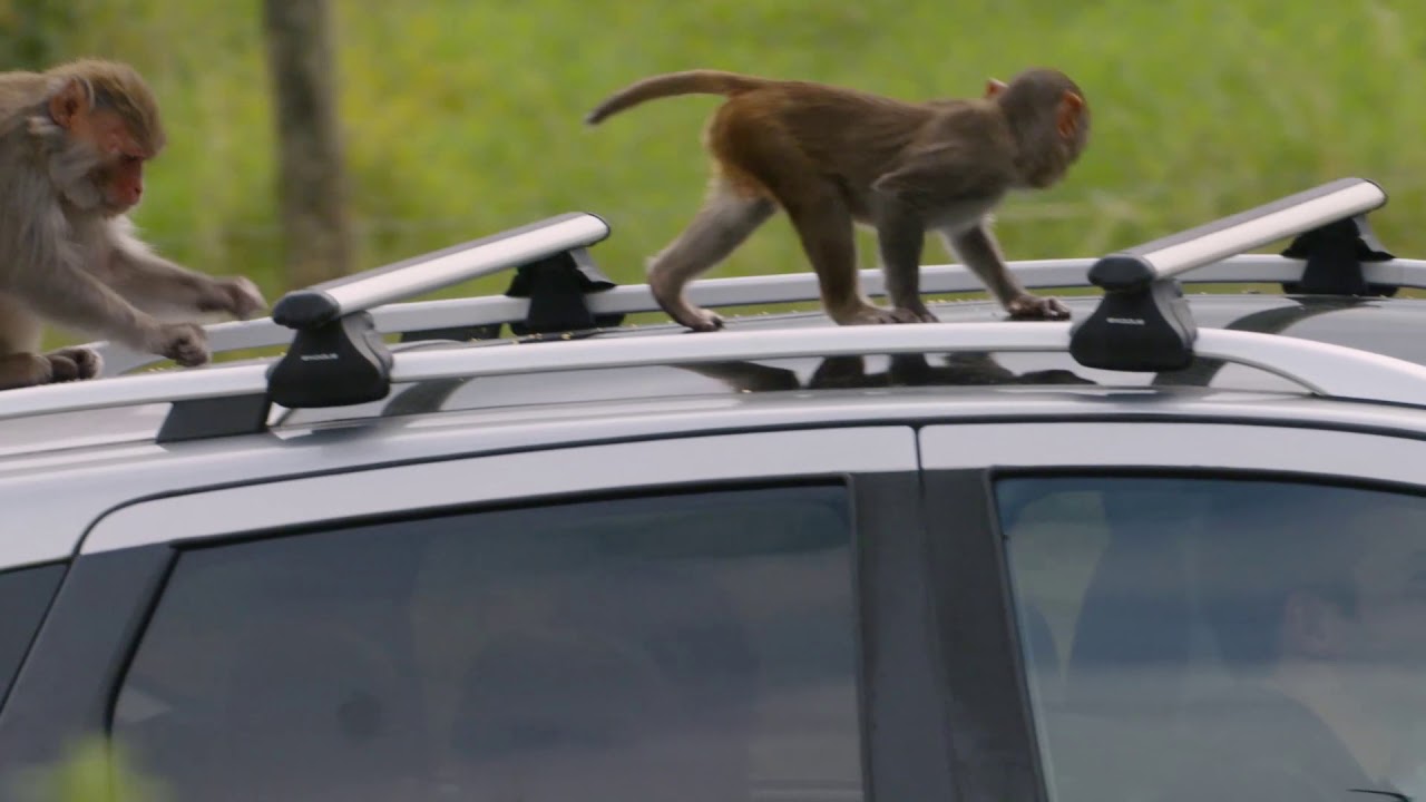 monkey drive through safari