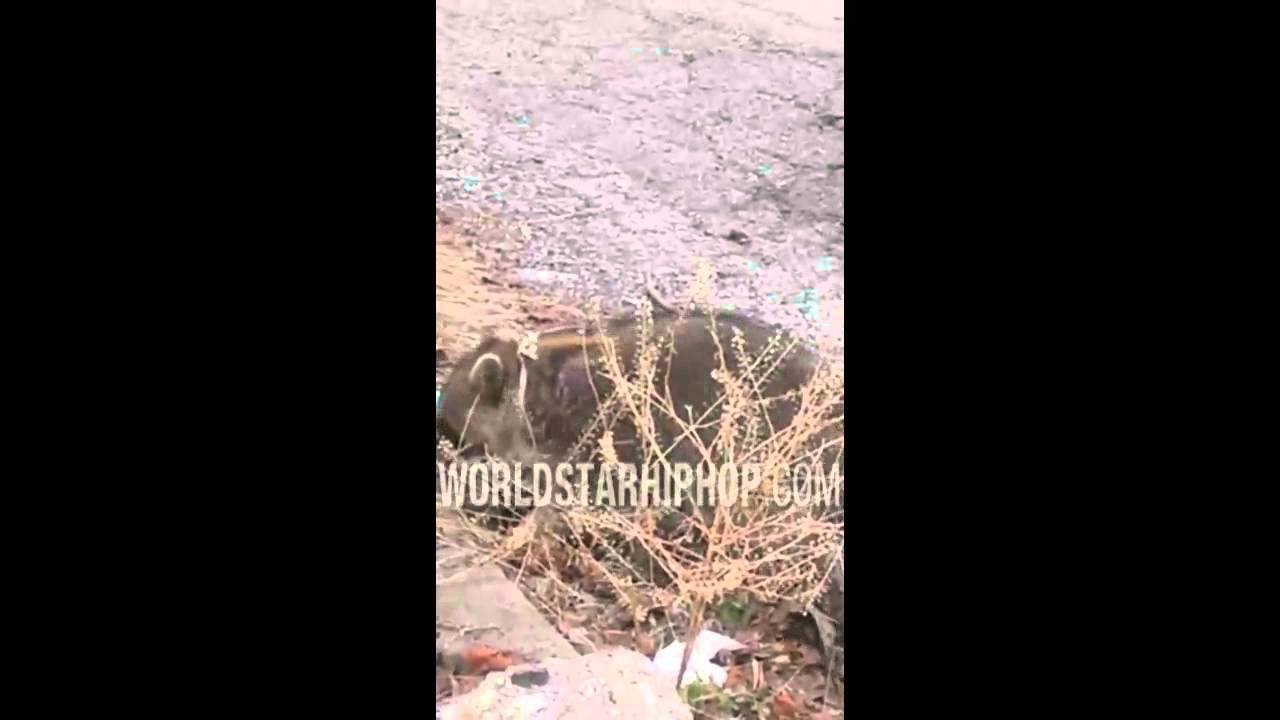 Homeless Man Puts His Pet Raccoon On A Leash - YouTube