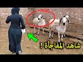 انظرالى هذه الفتاه كانت ترعى الغنم فحصل معها شيئ خطير جعل الجميع يتهمها بالخائنة !؟ شاهد المفاجأة !