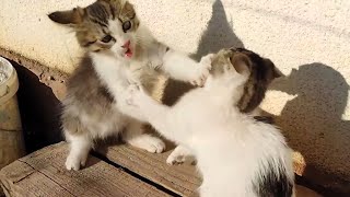 What Are Kittens Like In Slow Motion? by MB vids 1,435 views 1 month ago 2 minutes, 17 seconds