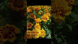 Do Yall Have A Favorite Greenhouse?