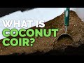 Coconut Coir: What it is and How To Use It In The Garden