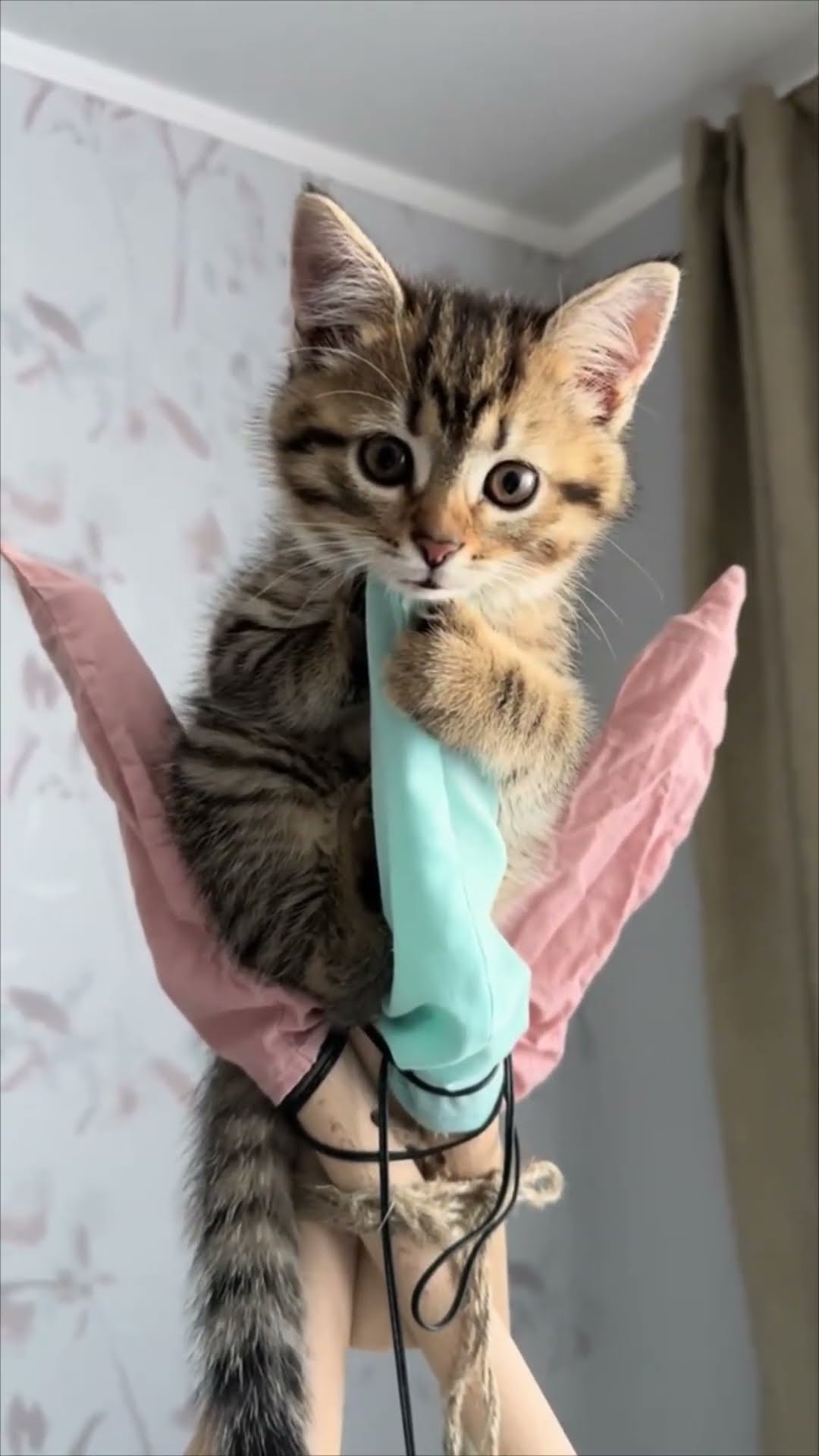Adorable Kitten Looks Ready for a Photoshoot